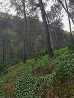 incantevole scenario di il sentiero fra il alberi nel il foresta foto