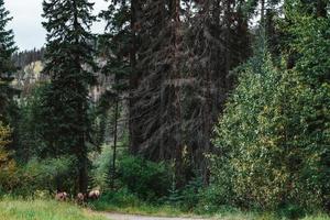 alcuni Cervi nel il canadese rockies a partire dal dietro a foto