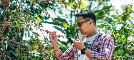 lavoratore raccogliere arabica caffè frutti di bosco su suo ramo foto