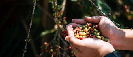 avvicinamento di agricoltore mani Tenere arabica caffè frutti di bosco nel un' caffè piantagione. foto