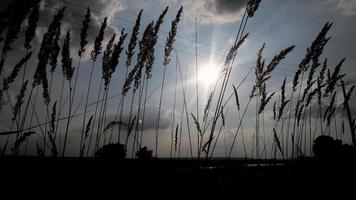 campo nel estate. steppa. orecchie contro il cielo foto