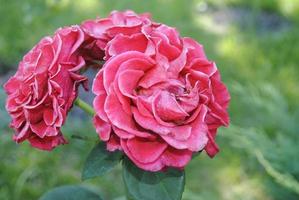 delicato rosso e bianca Rose nel il estate giardino foto