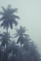 Noce di cocco alberi nel nebbia di mattina foto