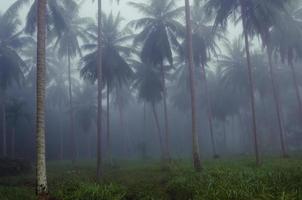 Noce di cocco alberi nel nebbia di mattina foto