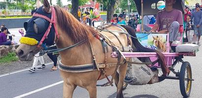 suracarta, Indonesia, gennaio 8, 2023 dokar wisata o carro gioire nel Domenica auto gratuito giorno surakarta foto