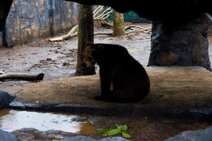 selettivo messa a fuoco di orsi quello siamo riparo a partire dal il pioggia. foto