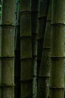 bambù alberi nel il giardino foto