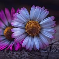 bellissimo fiore margherita bianca nella stagione primaverile foto