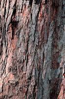 Tronco d'albero in legno con texture di sfondo