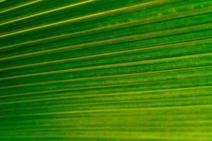 verde le foglie consistenza, tropicale foglia per natura sfondo, foglia palma fogliame albero, astratto sfondo foto