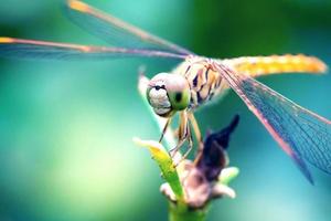 arancia libellula in piedi di legna con natura sfondo foto