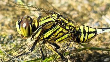 un' giallo libellula arroccato su un' Marrone roccioso superficie durante il giorno, lato Visualizza foto
