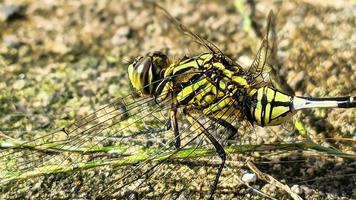 un' verde libellula arroccato su un' Marrone roccioso superficie durante il giorno, lato Visualizza foto