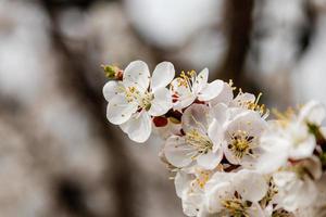 meravigliosamente fioritura ciliegia rami su quale il api sedersi foto