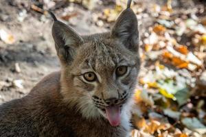 eurasiatico lince e autunno le foglie nel sfondo foto