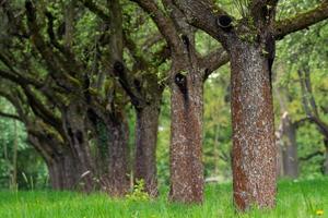 ciliegia frutteto. albero tronco ciliegia nel un' riga. ciliegia alberi vicolo. foto