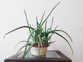 aloe Vera pianta nel un' fiore pentola a Casa foto