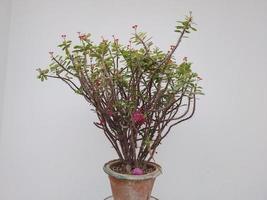 spinoso pianta con rosso fiori nel un' pentola foto