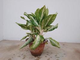 aglaonema Cinese sempreverde interno pianta nel un' pentola foto