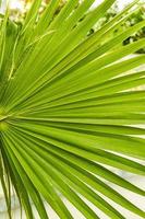 verde foglia di Washington palma vicino su sfondo foto