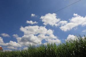 verde i campi di abbondante crescita foto