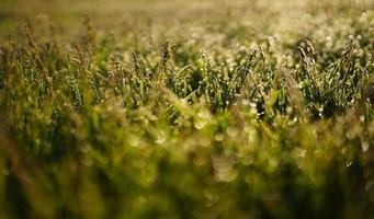 verde erba e gocce di mattina rugiada foto