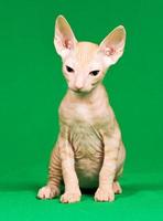 don sphynx gattino foto