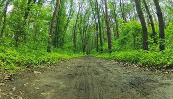 foresta sporco strada foto