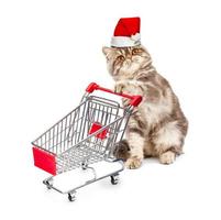 gatto nel un' Natale berretto con un' carrello su bianca foto