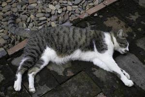 gatto che dorme sul cemento