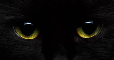 giallo verde occhi di un' nero gatto avvicinamento foto