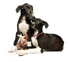 Due carino cucciolo levrieri e gattino don sphynx su un' bianca foto