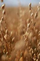 avvicinamento di maturo d'oro orecchie segale, avena o Grano ondeggiante nel il leggero vento nel campo. il concetto di agricoltura. il Grano campo è pronto per raccolta. il mondo cibo crisi. foto