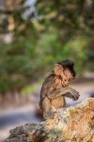 bambino macaco scimmia mangiare foto