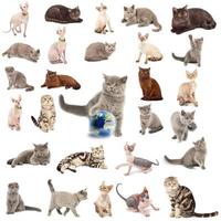 collezione di un' gatti foto