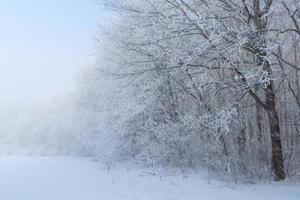 freddo inverno giorno, bellissimo brina e brina su alberi foto