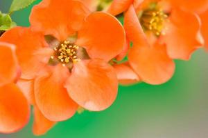 rosso selvaggio rosa fiori foto