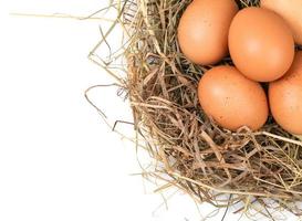 Marrone uova nel un' nido su un' bianca foto
