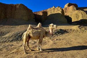 un' carino cammello nel il fantasma città nel xinjiang, Cina. foto