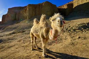 un' carino cammello nel il fantasma città nel xinjiang, Cina. foto