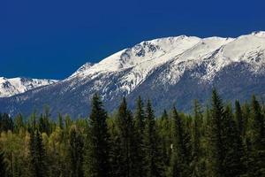 Là è un' bellissimo betulla foresta vicino kanas lago foto