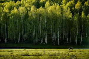 il bellissimo betulla foresta nel primavera nel emu villaggio, xinjiang è piace un' paese delle fate foto
