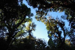 Là è un' spazio a il fine di il pino albero per vedere il cielo. foto