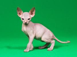 don sphynx gattino foto