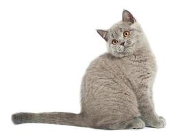 isolato carino grigio Britannico gatto foto