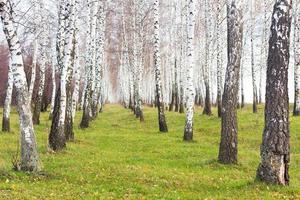 legno di betulla foresta Visualizza foto