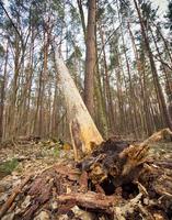 caduto albero con sporgente radici foto