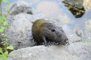 nutria arrampicata un' roccia foto