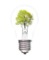 lampadina leggero con verde albero dentro foto