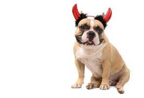 francese bulldog indossare diavolo fascia per capelli isolato su bianca sfondo, animali domestici e Halloween foto